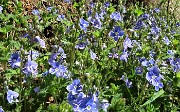 15 Bei fiorellini azzurri